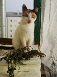 Котенок и/или кошка Минск