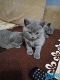 Голубые британские котята Бобруйск