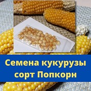 Семена кукурузы Попкорн Брест