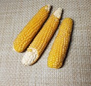 Семена кукурузы Попкорн Брест