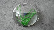 Аквариум настенный из органического стекла Минск