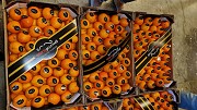 Продаем мандарины от производителей Минск