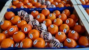 Продаем мандарины от производителей Минск