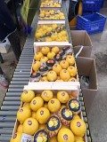 Продаем лимоны от производителей Минск