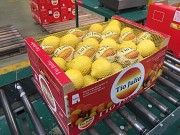 Продаем лимоны от производителей Минск