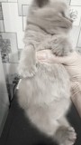 Шотландские котята лиловые с мраморным рисунком Бобруйск