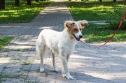 Супер пёс ищет дом Минск