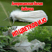 Борьба с Американской белой бабочкой в Гомельской области! Минск