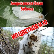 Борьба с Американской белой бабочкой в Брестской области! Минск