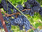 Синий виноград на вино или компот Брест