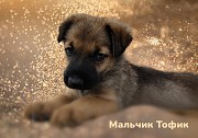 Очаровательные щенки срочно ищут дом Минск