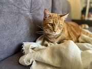 Замечательный рыжий кот Тимофей в дар Минск
