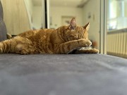 Замечательный рыжий кот Тимофей в дар Минск