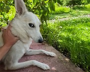 Очаровательная молодая собака Баджи в дар Минск