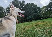 Очаровательная молодая собака Баджи в дар Минск