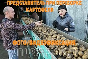 Фото/видеофиксация при переборке погрузке/выгрузке картофеля! Минск