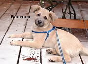 Прекрасные щеночки в дар Минск