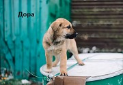 Прекрасные щеночки в дар Минск