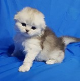 Шотландский котенок, кошка редкого окраса. Минск