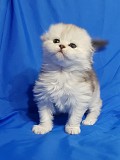 Шотландский котенок, кошка редкого окраса. Минск