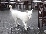 Белоснежный юный пёсик Снежок срочно ищет дом Минск