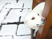 Белоснежный юный пёсик Снежок срочно ищет дом Минск