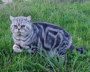 Шотландский кот, вязка. Минск