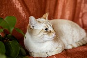Нежный и красивый котик Беня в дар Минск