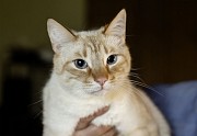 Нежный и красивый котик Беня в дар Минск