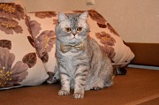 Шотладский кот Марчелло очень срочно ищет дом Минск