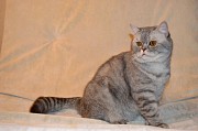 Шотладский кот Марчелло очень срочно ищет дом Минск