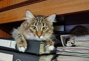 Нежная Мелина Минск