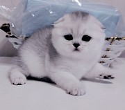 Шотландские котята открыт резерв. Минск