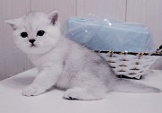 Шотландские котята открыт резерв. Минск