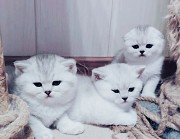 Шотландские котята открыт резерв. Минск
