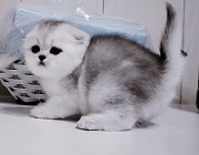 Шотландские котята открыт резерв. Минск