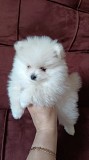 Померанский шпиц Брест