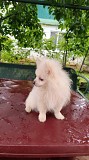 Померанский шпиц Брест