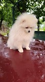 Померанский шпиц Брест