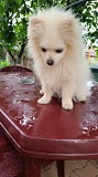 Померанский шпиц Брест