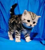 Шотландские котята. Минск