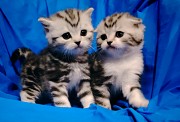 Шотландские котята. Минск