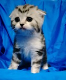 Шотландские котята. Минск