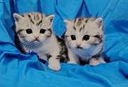 Шотландские котята. Минск