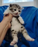 Шотландские котята. Минск