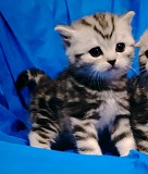 Шотландские котята. Минск