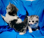 Шотландские котята. Минск