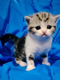 Шотландские котята. Минск