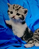 Шотландские котята. Минск