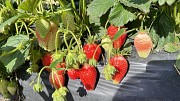 Саженцы клубники сорт Брилла Дрогичин
